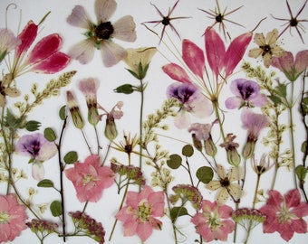 Pressed and dried flowers, pink flowers, also with stem, 35 pieces. Flowers for framing, resin projects, flower decoration. Wedding. B08