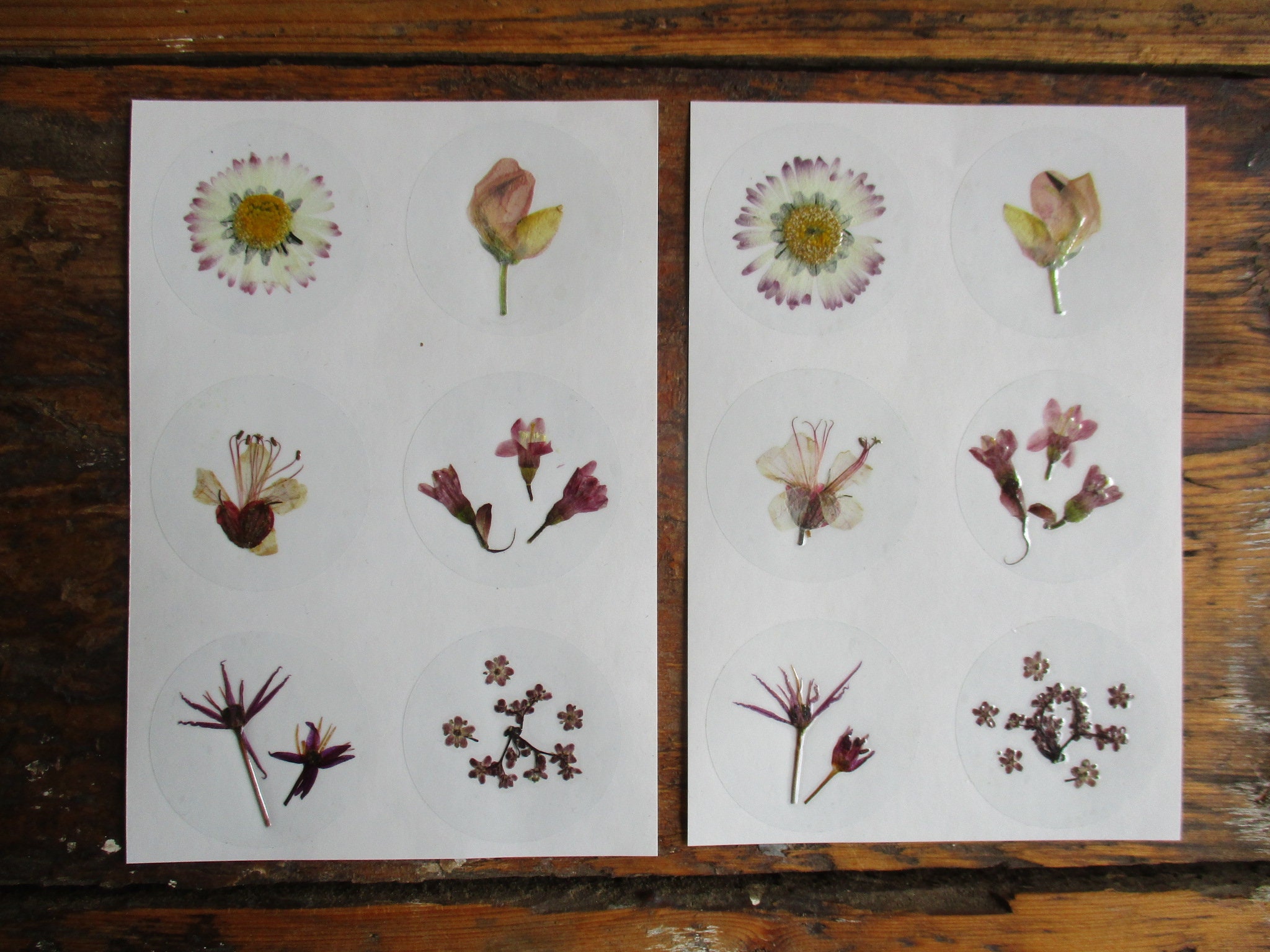 REAL Pressed Flowers Stickers Lot CLear Vintage Victorias Garden Scrapbook  20ct