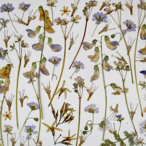 Fiori pressati e secchi, composti da fiori fini e sottili, anch'essi dotati di stelo. Incorniciatura fiori, progetti in resina, realizzazione decorazioni floreali RB2B