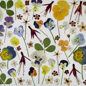 Fiori pressati commestibili, biologici, da mescolare con le violette. Fiori per torta, torta. Matrimonio, torta nuziale. Fiori commestibili secchi. GD29
