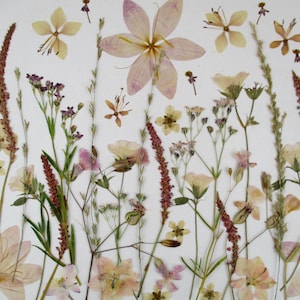 Puede incluir: Una colección de flores y plantas secas de diversas formas y tamaños. La paleta de colores incluye rosas pálidos, cremas y marrones, creando una estética natural y orgánica. La disposición se presenta sobre un fondo blanco.