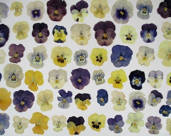 Fiori commestibili pressati. Violette, 55 pezzi, biologiche, commestibili. Fiori commestibili, fiori per dolci. Fiori secchi GD20