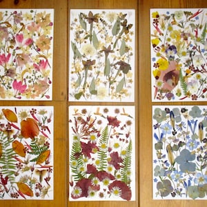 Flores prensadas reais, diversas variedades. Flores secas. Flores em molduras, arte floral, projetos em resina, confecção de cartões, scrapbook. GC71
