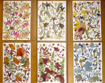 Real pressed and dried flowers, mix flowers, several options. Dried flowers, flowers for frame, resin projects, card making, scrapbook. GC71