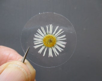 Stickers of real pressed flowers, Daisy. Pack of 12 clear flower stickers, 30 or 40 mm. Hand pressed and dried.  Decoration stickers (St17)