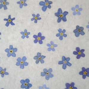 Mini Non ti scordar di me 60 pezzi. da 6 a 8 mm. Myosotis. Veri fiori pressati. Fiori per realizzare cartoline, progetti in resina, album di ritagli. GC91