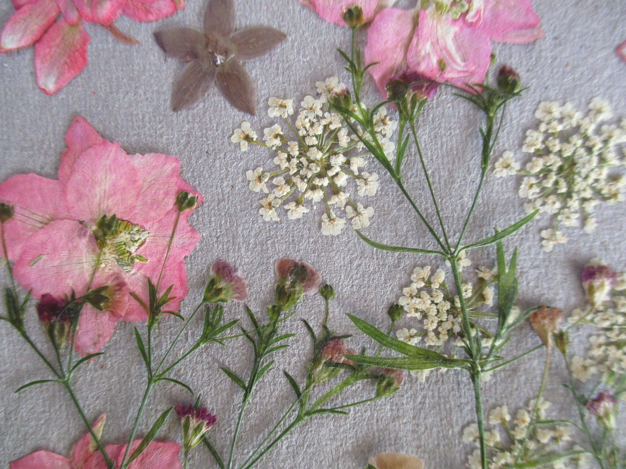 66 Stuks Geperste Bloemen Set - Gedroogde Bloemen Voor DIY | Kaarten, Scrapbooking & Woondecoratie