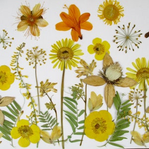 Fleurs pressées et séchées, fleurs jaunes, également avec tige, 35 pièces. Encadrement de fleurs, projets en résine, décoration florale, invitation. B10