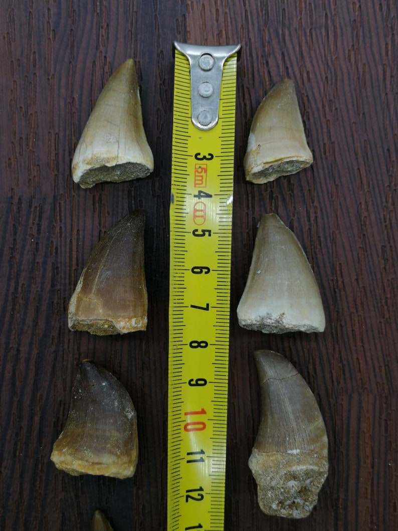 set of 2 authentic dinosaur teeth fossils 1 mosasaur tooth & 1 spinosaurus tooth