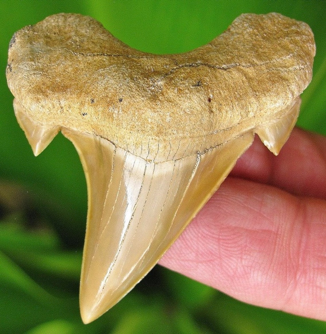 Real Shark teeth fossil Otodus obliquus 60 Million Years ago Etsy