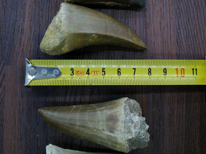 Real Mosasaur Dinosaur teeth fossil khouribga Morocco | Etsy