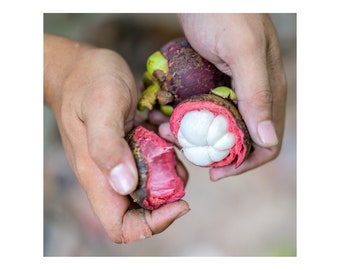 300kg. Wholesale Fresh mangosteen