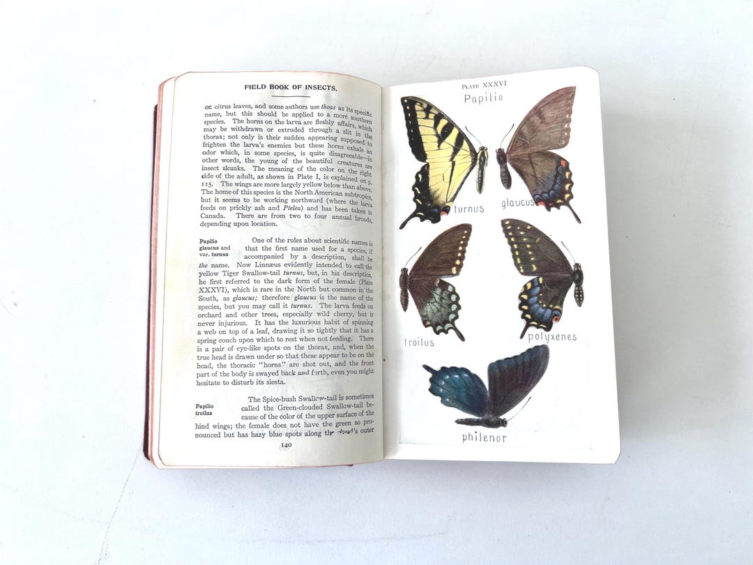 Frank Insects Antique 1921 FIELD BOOK of INSECTS, Frank E. Lutz, 2nd Edition, 800 ...