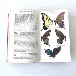 Antique 1921 FIELD BOOK of INSECTS, Frank E. Lutz, 2nd Edition, 800 + Illustrations Many in Color, Natural History Guide, Entomologist Gift