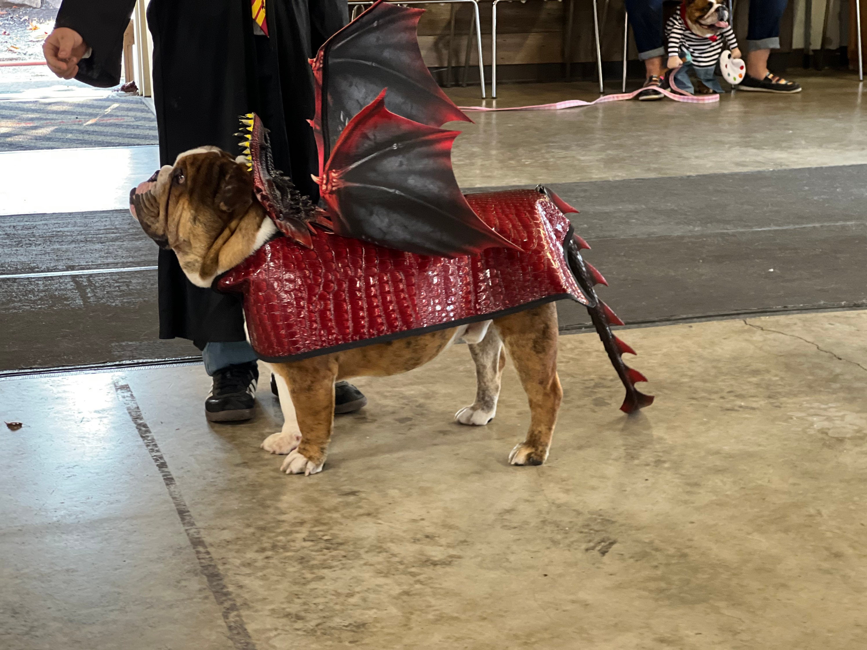 Dragon Dog Costume Etsy