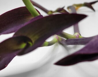 Purple Hearts Tradescantia, Two Rooted Cuttings, Houseplants Live Indoor, Wandering Jew, Purple Queen, Pallida Purpurea Succulent