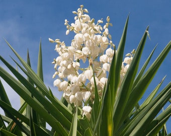 Yucca Plant, Live Adams Needle, Yucca Plant Live, Fragrant Plants, Cactus Plant, Deer Resistant Plant, Yucca Filamentosa