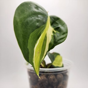 Philodendron Cream Splash, 4 Live Cordatum House Plant, Tropical Foliage image 2