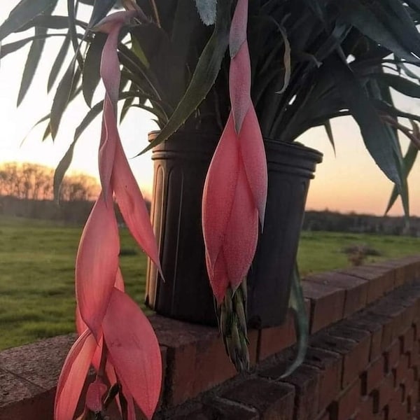 Queens Tear Plant, Pink Billbergia Nutans, Live Friendship Plant, Indoor Bromeliad, 6 Inch Potted House Plant