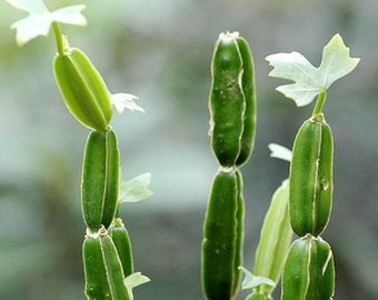 Veldt Grape Succulent, Live Cissus Quadrangularis Plant, 4" Potted Plant