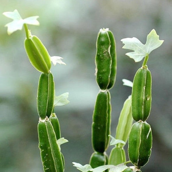 Veldt Grape Succulent, Live Cissus Quadrangularis Plant, 4" Potted Plant