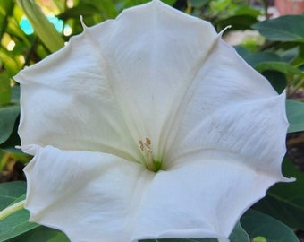 Moon Flower Plant, 4" Live Rooted Moonflower, Aromatic Perennial, Trumpet Shaped Vine Plant, White Morning Glory, Datura Inoxia