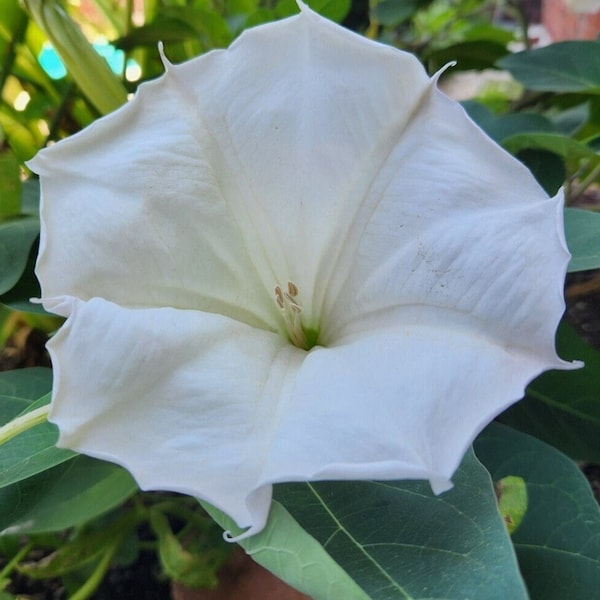 Moon Flower Plant, 4" Live Rooted Moonflower, Aromatic Perennial, Trumpet Shaped Vine Plant, White Morning Glory, Datura Inoxia