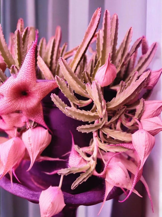 crassula capitella campfire plant Crassula Campfire Succulent for Sale and Care Guide 2 inch by Succulents Box main image 0