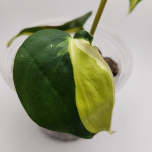 Philodendron Cream Splash, 4 Live Cordatum House Plant, Tropical Foliage image 7