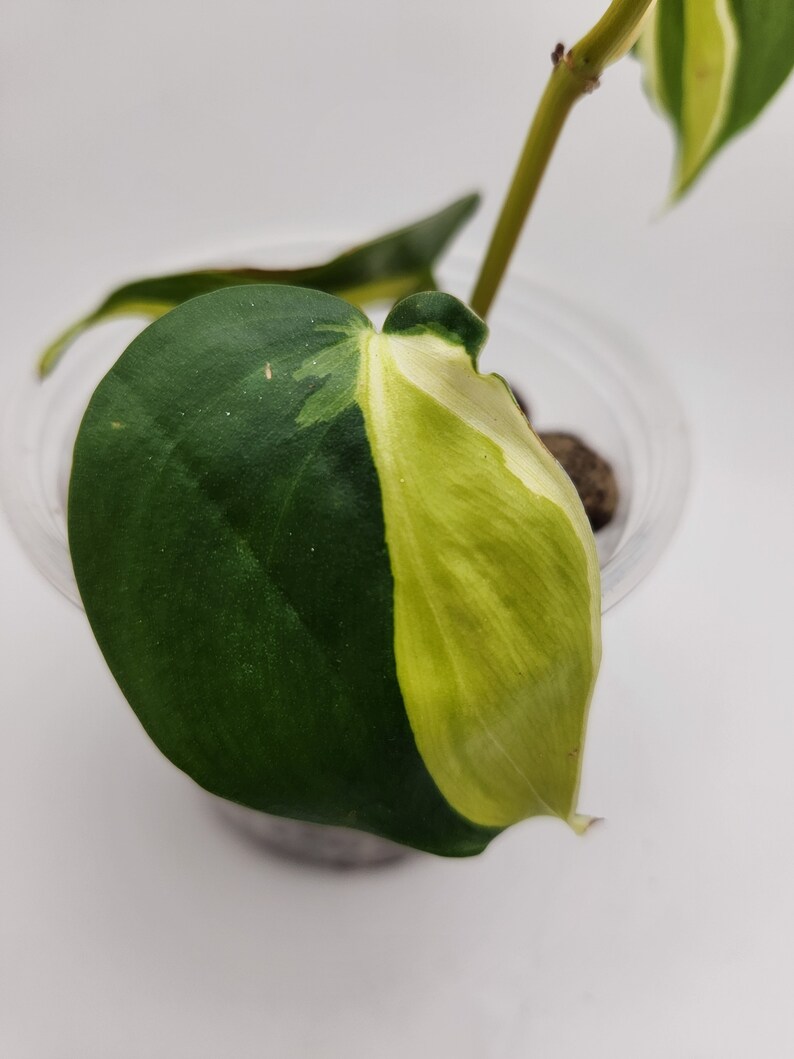 Philodendron Cream Splash, 4 Live Cordatum House Plant, Tropical Foliage afbeelding 7