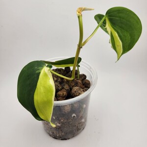 Philodendron Cream Splash, 4 Live Cordatum House Plant, Tropical Foliage afbeelding 5