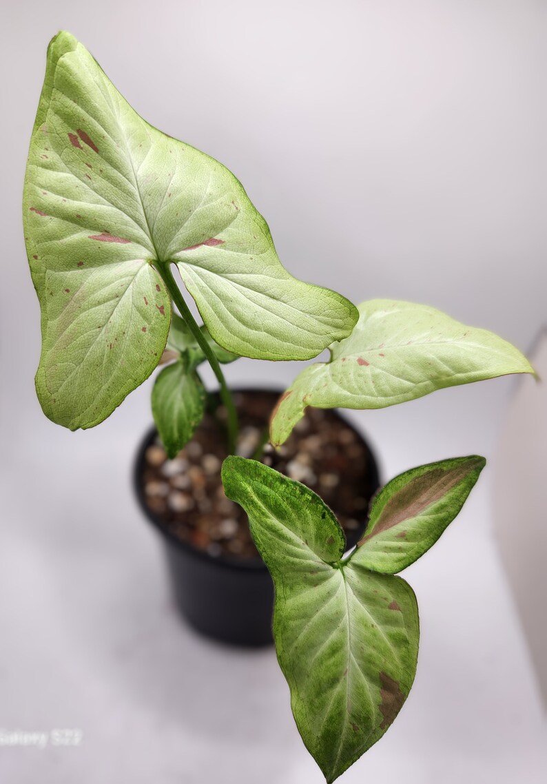 Strawberry Milk Syngonium, Live Syngonium Pink Salmon, Arrowhead Varigated Plant, Pink Houseplant, 4 Potted Plant image 2