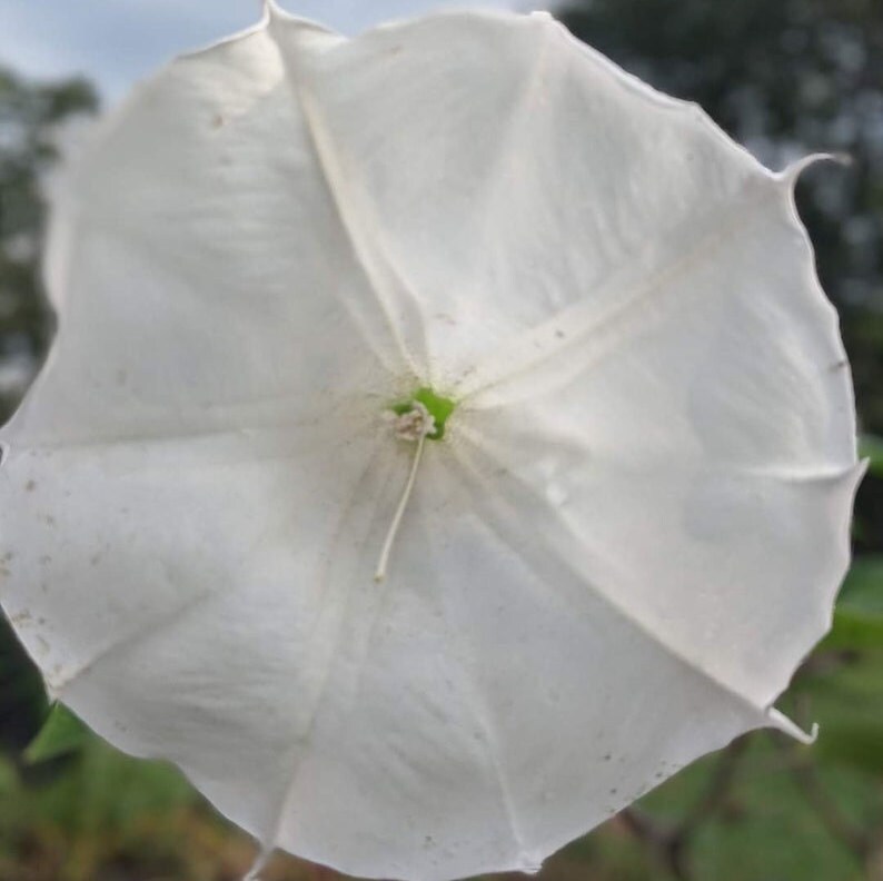 Moonflower Seeds, Moon Vine Plant, Night Blooming Moon Flowers, White Morning Glory, Datura Inoxia Heirloom Seeds