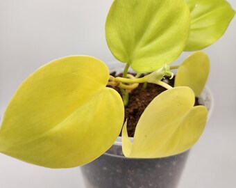 Lemon Lime Philodendron, 6" Live Philodendron