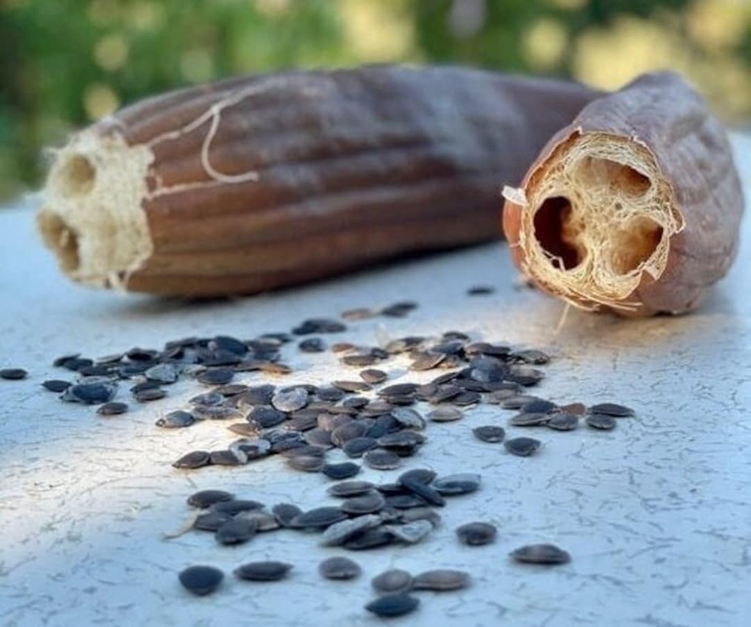 Loofah Seeds, Organic, 25 Heirloom Seeds, Luffa Seeds, Loofah Seeds
