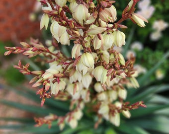 Yucca Plant, Live Adams Needle, Yucca Plant Live, Fragrant Plants, Cactus Plant, Deer Resistant Plant, Yucca Filamentosa