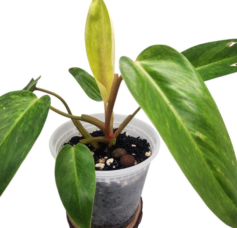 Painted Lady Philodendron, 6 Live House Plant, Tropical Foliage, Indoor