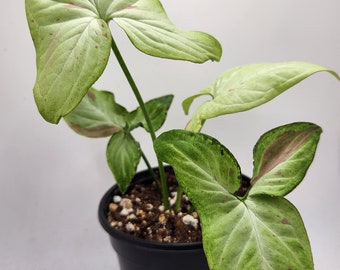 Strawberry Milk Syngonium, Live Syngonium Pink Salmon, Arrowhead Varigated Plant, Pink Houseplant, 4" Potted Plant