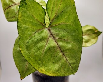 Berry Allusion Syngonium, 6" Live Arrowhead Plant