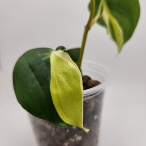 Philodendron Cream Splash, 4 Live Cordatum House Plant, Tropical Foliage afbeelding 6