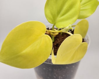 Lemon Lime Philodendron, 6" Live Philodendron