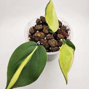 Philodendron Cream Splash, 4 Live Cordatum House Plant, Tropical Foliage image 1