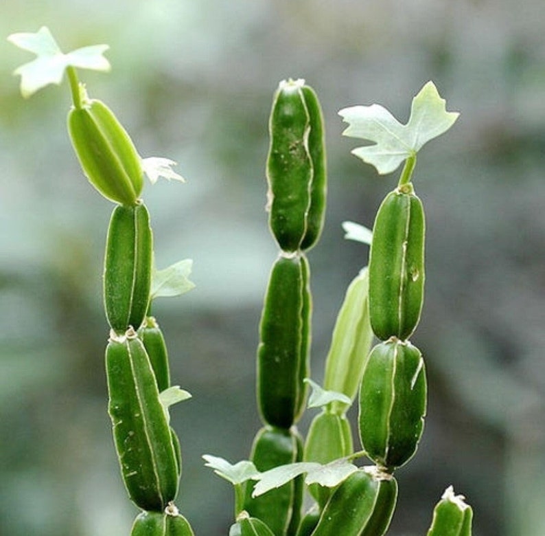 Veldt Grape Succulent, Live Cissus Quadrangularis Plant, 4 Potted Plant image 1