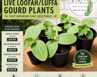 May include: Live Loofah/Luffa gourd plants in small black pots. The image includes text that reads "Fast Growing Vine Vegetable" and "Grow Your Own Naturally!" The plants are offered in bundles of 1, 4, 6, and 10 plants.