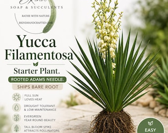 Yucca Filamentosa Adams Needle Plant, Edible Fragrant Blooms, Deer Resistant Shrub