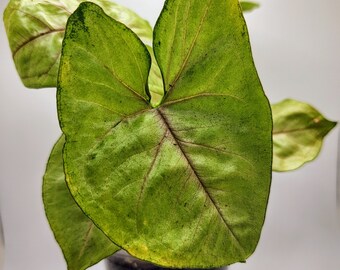 Berry Allusion Syngonium, 6" Live Arrowhead Plant