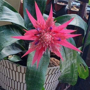 Live Aechmea Fasciata, Large Bromeliad Plant, Silver Vase, Silver King, Urn Plant