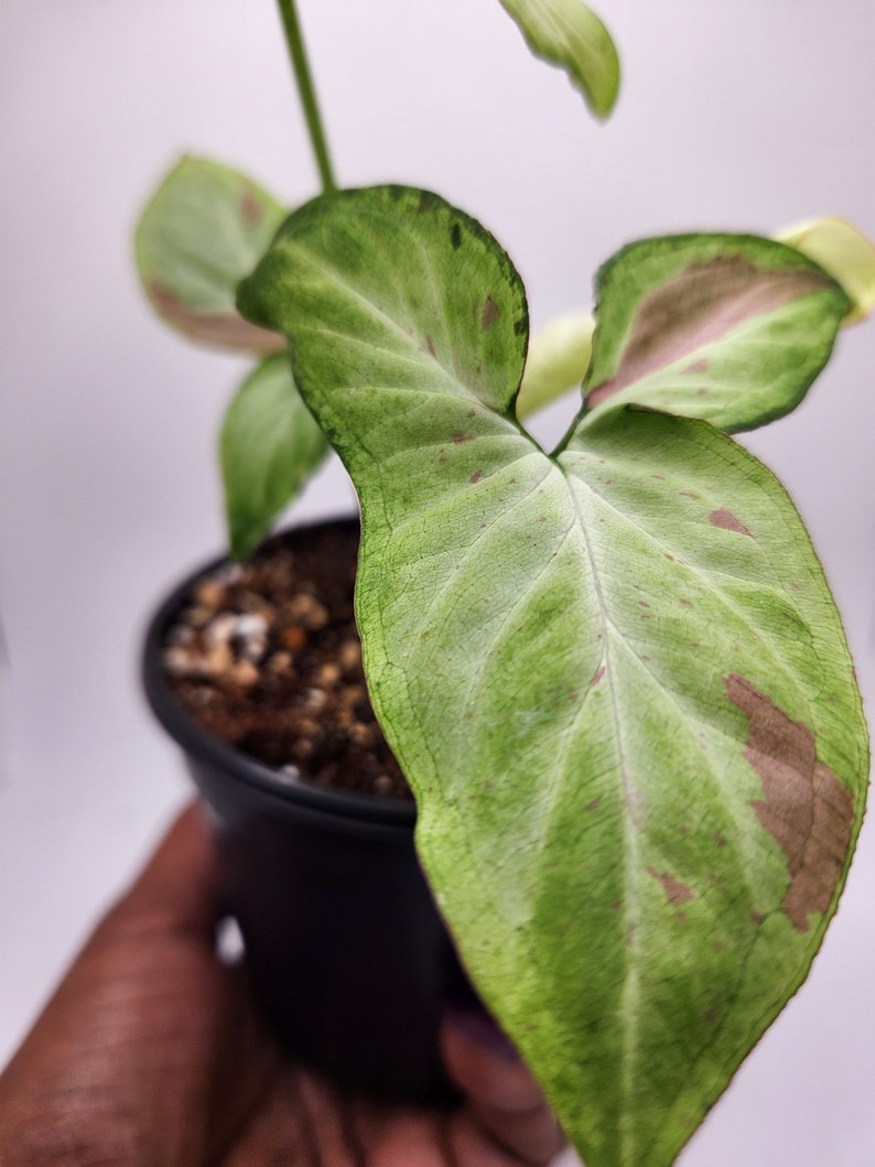 Strawberry Milk Syngonium, Live Syngonium Pink Salmon, Arrowhead Varigated Plant, Pink Houseplant, 4 Potted Plant image 3