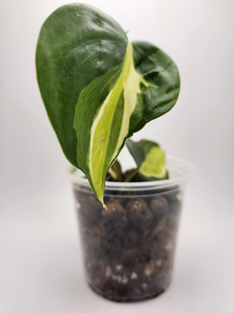 Philodendron Cream Splash, 4 Live Cordatum House Plant, Tropical Foliage image 2