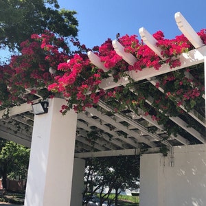 Florida Floral Print